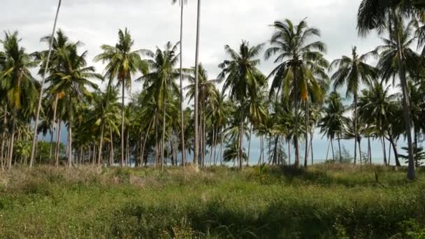 Deniz kıyısındaki palmiye ağaçları. Güneşli bir günde Tayland sahilinde hindistan cevizi palmiyeleri ve yeşil çimenler. Tropikal cennet egzotik ülkesinde çiftlik. Ekosistem bozulması ve ormansızlaşması. — Stok video