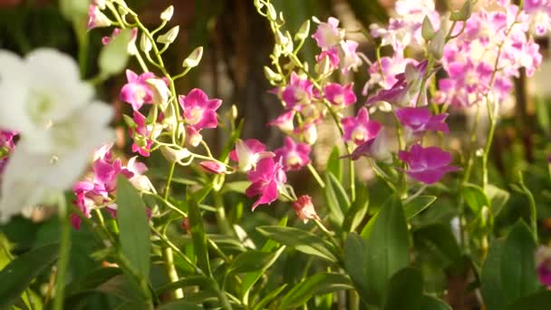 Gyönyörű lila és lila orchideák nőnek elmosódott hátterében zöld park. Zárja be a makro trópusi szirmok tavaszi kertben között napsugarak. Egzotikus finom virágos virág fénymásoló hellyel — Stock videók