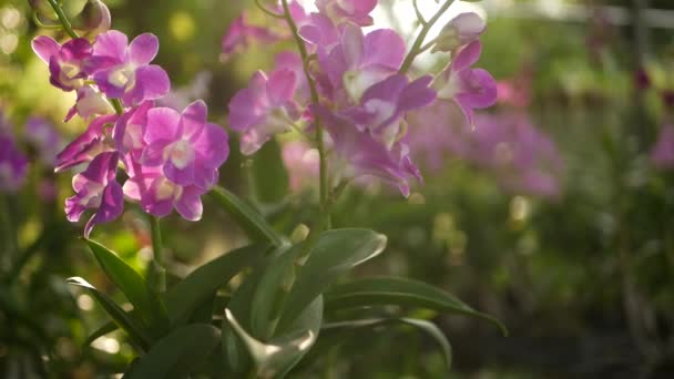 Gyönyörű lila és lila orchideák nőnek elmosódott hátterében zöld park. Zárja be a makro trópusi szirmok tavaszi kertben között napsugarak. Egzotikus finom virágos virág fénymásoló hellyel — Stock videók