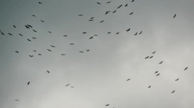 Gri bulutlu gökyüzüne doğru uçan leylek sürüsünden. Özgürlüğün ve doğanın sembolü olarak süzülen kuşların siluetleri. Çevre koruma kavramı ve nesli tükenmekte olan hayvan türleri