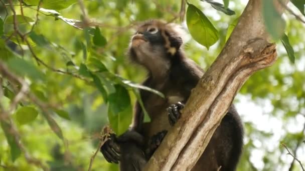 Милый листопад в очках, темноволосая обезьяна на ветке деревьев среди зеленых листьев в национальном парке Анг Тонг в естественной среде обитания. Дикая природа исчезающих видов животных. Концепция охраны окружающей среды — стоковое видео