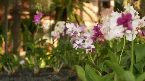 緑の公園を背景に成長している美しいライラック紫とマゼンタの蘭。日当たりの良い光線の間で春の庭でマクロ熱帯花弁を閉じます。コピースペースとエキゾチックな繊細な花の花 — ストック動画