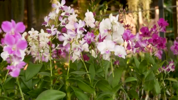 Hermosas orquídeas lila púrpura y magenta creciendo sobre fondo borroso del parque verde. Primer plano de los pétalos macro tropicales en el jardín de primavera entre los rayos soleados. Flor floral delicada exótica con espacio de copia — Vídeos de Stock