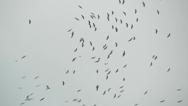 Van onder zwerm ooievaars die tegen grijze bewolkte lucht vliegen. Silhouetten van zwevende vogels als symbool van vrijheid en natuur. Begrip "instandhouding van het milieu en bedreigde diersoorten" — Stockvideo