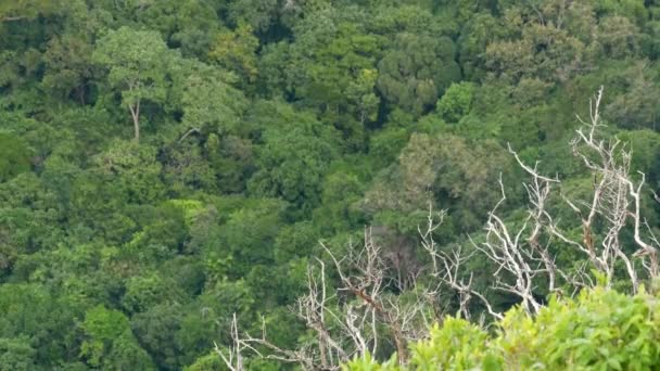 Corone di alberi esotici verdi nella foresta pluviale tropicale il giorno ventoso dall'alto. Brillante succosa giungla tropicale esotica. lussureggiante fogliame astratto naturale verde scuro vegetazione fondo . — Video Stock