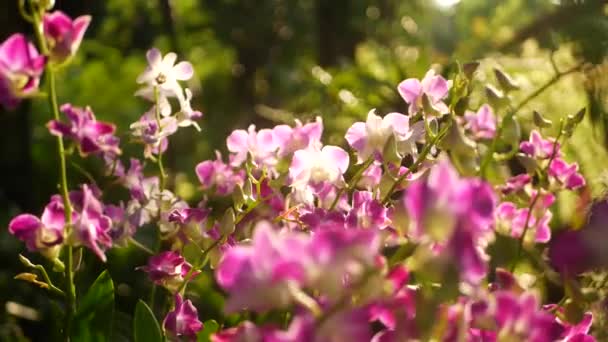 Belles orchidées violettes lilas et magenta poussant sur fond flou de parc vert. Fermer les pétales macro tropicaux dans le jardin printanier parmi les rayons du soleil. Floraison florale délicate exotique avec espace de copie 