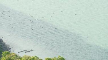 Tropik adalara karşı uçan leylek sürüsünden. Yükselen kuşlar, özgürlüğün ve doğanın sembolü. Ulusal parklarda çevrenin korunması ve nesli tükenmekte olan hayvan türleri kavramı