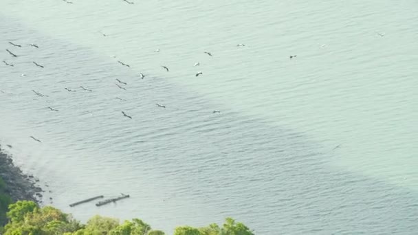 Από ψηλά σμήνος πελαργών που πετούν εναντίον τροπικών νησιών. Πετώντας πουλιά, σύμβολο ελευθερίας και φύσης. Έννοια της διατήρησης του περιβάλλοντος και των απειλούμενων με εξαφάνιση ειδών ζώων στα εθνικά πάρκα — Αρχείο Βίντεο