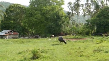 Yeşil sulu otlarla beslenen gri, sağlıklı Asya su bufalolarının parlak ağaçları çevreleyen yan görüntüsü. Tayland 'da tipik bir manzara. Tarım kavramı, Asya 'daki geleneksel çiftlik hayvanları..