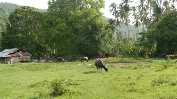 Sidovy över grå friska asiatiska vatten buffel utfodring på betesmark med grönt saftigt gräs omgiven ljusa träd. Typiskt landskap i Thailand. Jordbrukskoncept, traditionell boskap i Asien. — Stockvideo