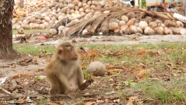 Cute monkey worker rest from coconut harvest collecting. The use of animal labor in captivity on the chain. Farm with nuts ready for oil and pulp production. Traditional asian agriculture in Thailand — Stock videók