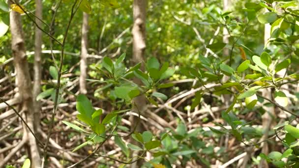 Hustý, neprůchodný mangrovový les za slunečného dne. Stromy se svěžími korunami a pružnými tenkými kmeny v mangrovovém lese. Paprsky slunce ozařují kořeny na řece. exotické tropické pozadí — Stock video