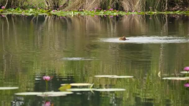 Enten am See mit Seerosen, rosa Lotusblüten im trüben Wasser, die Vögel spiegeln. Zugvögel in freier Wildbahn. Exotische tropische Landschaft mit Teich. Umweltschutz, Artenschutzkonzept — Stockvideo