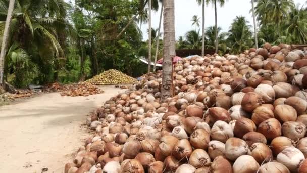 Coconut farm with nuts ready for oil and pulp production. Large piles of ripe sorted coconuts. Paradise Samui tropical island in Thailand. Traditional asian agriculture. — Stock videók