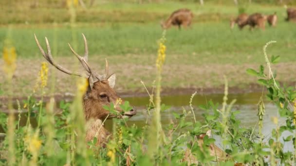 Veado gracioso forte jovem, pasto verde com grama suculenta verde. Prado de primavera com animais bonitos. Campo pecuário na Ásia tropical. Lagndaschaft natural com grupo de fawns. Conservação do ambiente — Vídeo de Stock