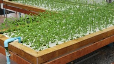 Sulama sistemiyle donatılmış dikdörtgen ahşap kutular, genç fidanlar yeşil bitki yetiştiriyor. Vitamin açısından zengin sağlıklı, çevre dostu diyet kavramı. Tarım teknolojileri, yeşil yenilikler.