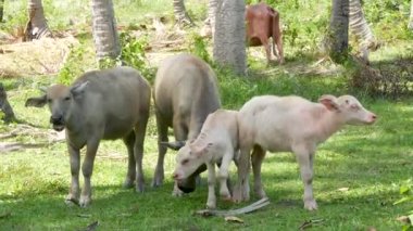 Yeşil bitkilerin arasında bufalo ailesi. Tayland 'da tipik hindistan cevizi palmiyesi çiftliği manzarası olan yeşillikte otlayan büyük ve bakımlı boğalar. Tarım kavramı, Asya 'daki geleneksel çiftlik hayvanları.
