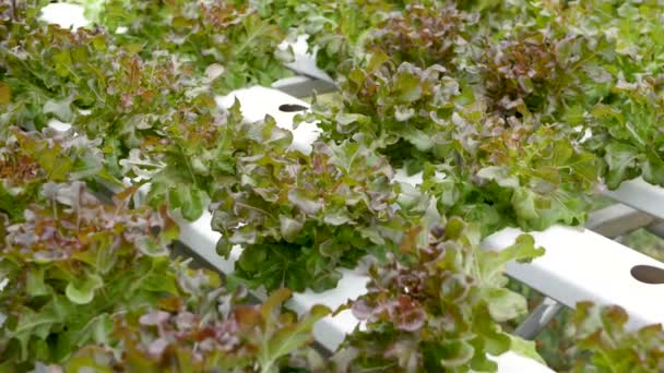 Rows of fresh juicy plants growing on modern ecological hydroponic farm, garden beds. Concept of healthy, eco friendly balanced diet rich in vitamins. Agricultural technologies, go green innovations. — Stock Video