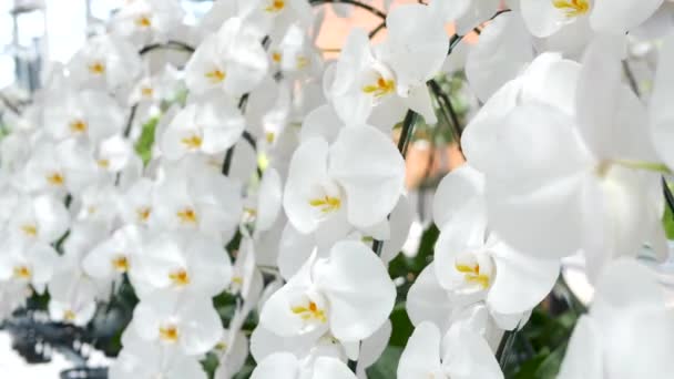 Delicate white elegant orchid flowers with yellow centers in sunlight. Close up macro of tropical petals in spring garden. Abstract natural exotic background with copy space. Floral blossom pattern. — Stock Video