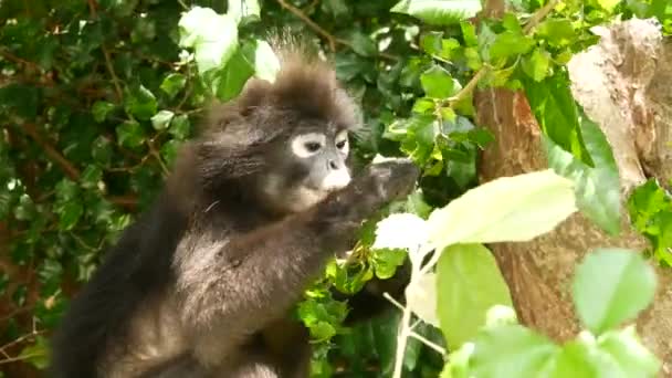 Roztomilý okázalý list langur, tmavá opice na větvi stromu uprostřed zelených listů v národním parku Ang Thong v přírodním prostředí. Divoká zvěř ohrožených druhů zvířat. Koncept ochrany životního prostředí — Stock video