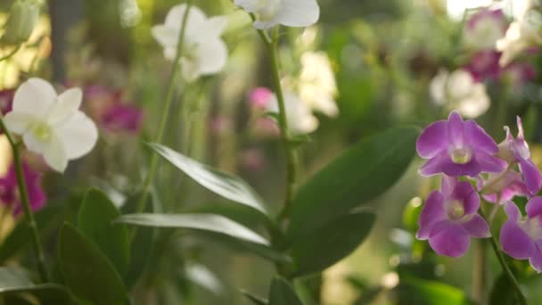 Gyönyörű lila és lila orchideák nőnek elmosódott hátterében zöld park. Zárja be a makro trópusi szirmok tavaszi kertben között napsugarak. Egzotikus finom virágos virág fénymásoló hellyel — Stock videók