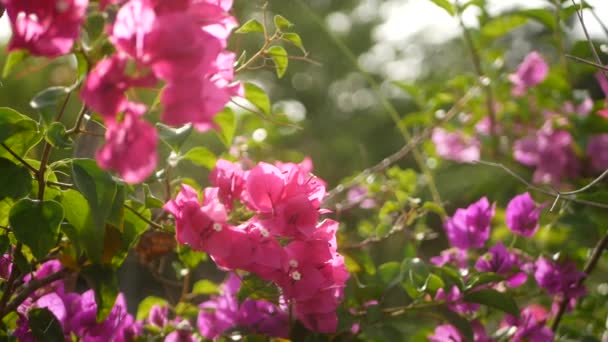 Suddig närbild makro av färgglada tropiska blommor i vår trädgård med mjuka kronblad bland soliga frodiga lövverk. Abstrakt naturlig exotisk bakgrund med kopieringsutrymme. Blommor och blad mönster. — Stockvideo
