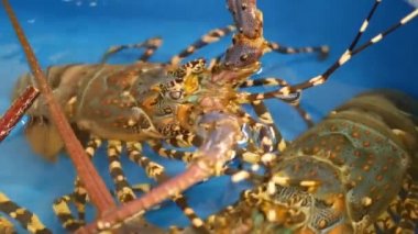 Makroyu kapat, canlı çiğ ıstakozlar dükkânda. Buzlu mavi leğen, pişmemiş taze Akdeniz ıstakozları deniz ürünleri dükkanında tezgaha yerleştirilmiş. Deniz sakinlerinin doğal geçmişi..