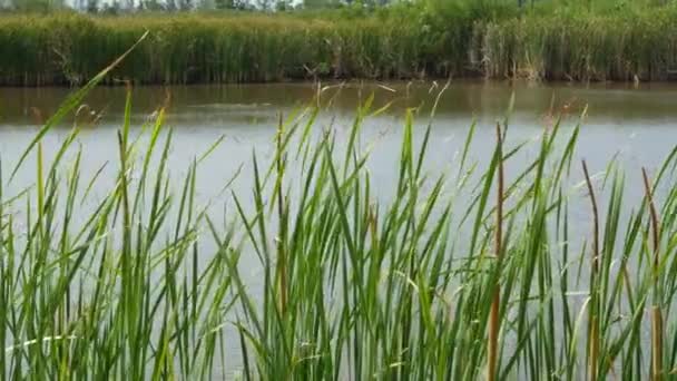 Los matorrales de las cañas sobre el fondo del lago o el agua del estanque. Caña gruesa de color marrón con hojas sobre fondo de aguas tranquilas y costa verde en Tailandia. Concepto de conservación de la naturaleza, recreación y pesca. — Vídeo de stock