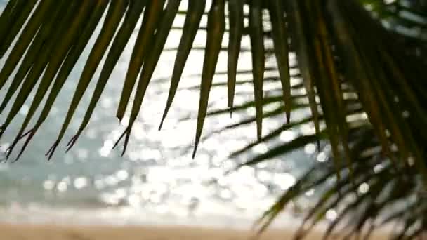 Spiaggia tropicale di sabbia dell'isola paradisiaca. Foglia di palma verde con vista sul mare. Soft focus sfocato sfondo astratto naturale con spazio di copia e bokeh. Viaggio, turismo e vacanze estive concetto. — Video Stock