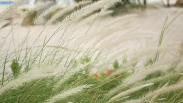 背の高い草を閉じてください。高い緑の芝生と庭の部分の風景。砂浜のヴィンテージレトロな庭でスパイクレット。モダンなスタイリッシュなデザイン自然背景. — ストック動画