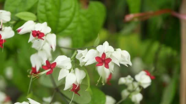 Gros plan flou macro de fleurs tropicales colorées dans le jardin de printemps avec des pétales tendres parmi le feuillage luxuriant ensoleillé. Fond exotique naturel abstrait avec espace de copie. Floraison florale et motif de feuilles. — Video