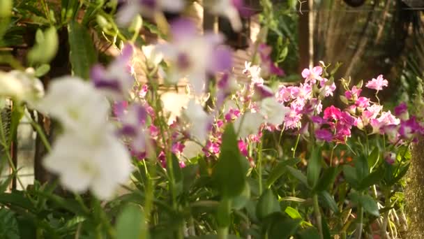 Gyönyörű lila és lila orchideák nőnek elmosódott hátterében zöld park. Zárja be a makro trópusi szirmok tavaszi kertben között napsugarak. Egzotikus finom virágos virág fénymásoló hellyel — Stock videók