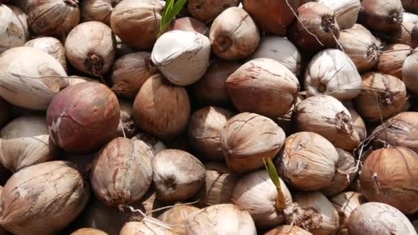 Coconut farm with nuts ready for oil and pulp production. Large piles of ripe sorted coconuts. Paradise Samui tropical island in Thailand. Traditional asian agriculture. — ストック動画