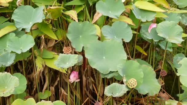 Van boven groene gele lotusbladeren op hoge stengel en zaden in troebel water. Meer, vijver of moeras. Boeddistisch symbool. Exotische tropische bladeren textuur. Abstract natuurlijk donker vegetatie achtergrond patroon. — Stockvideo