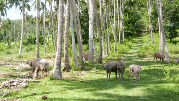 Buffalo familj bland grön vegetation. Stora välskötta tjurar betar i grönska, typiskt landskap av kokospalmplantage i Thailand. Jordbrukskoncept, traditionell boskap i Asien — Stockvideo