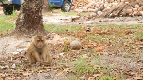 Carino scimmia lavoratore riposo dalla raccolta del cocco. L'uso del lavoro animale in cattività sulla catena. Azienda agricola con noci pronte per la produzione di olio e polpa. Agricoltura tradizionale asiatica in Thailandia — Video Stock