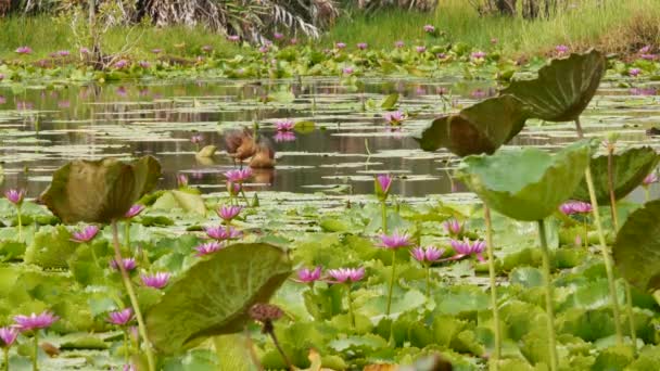 Kaczki na jeziorze z liliami wodnymi, różowe lotosy w ponurej wodzie odbijające ptaki. Ptaki wędrowne w dziczy. Egzotyczny tropikalny krajobraz ze stawem. Ochrona środowiska, koncepcja zagrożonych gatunków — Wideo stockowe