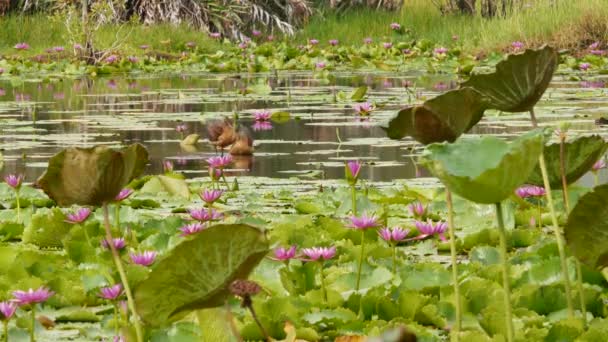 Качки на озері з водними ліліями, рожеві лотоси в похмурій воді, що відображають птахів. Мігруючі птахи в дикій природі. Екзотичний тропічний пейзаж зі ставком. Збереження навколишнього середовища, концепція зникаючих видів — стокове відео