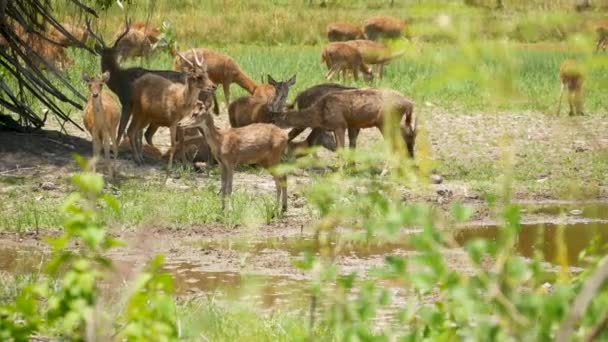 Jonge sterke sierlijke herten, groene weide met groen sappig gras. Voorjaarsweide met schattige dieren. Veeteelt in tropisch Azië. Natuurlijke lagndaschaft met groep van gazons. Milieubehoud — Stockvideo