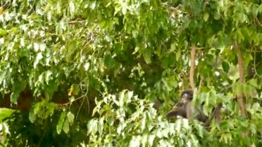 Şirin gözlüklü yaprak langur, ağaç dalındaki esmer maymun doğal yaşam alanındaki Ang Tanga ulusal parkında yeşil yaprakların arasında. Nesli tükenmekte olan hayvan türlerinin vahşi yaşamı. Çevre koruma kavramı