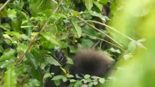 在昂通国家公园自然栖息地的绿叶中，可爱的眼镜状叶子萎靡不振，树梢上长满了乌黑的猴子。濒危动物的野生动物。环境保护概念 — 图库视频影像
