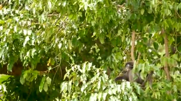 Aranyos szemüveges levél langur, sötét majom faágon között zöld levelek Ang Thong nemzeti park természetes élőhelyen. Veszélyeztetett állatfajok vadvilága. Környezetvédelmi koncepció — Stock videók