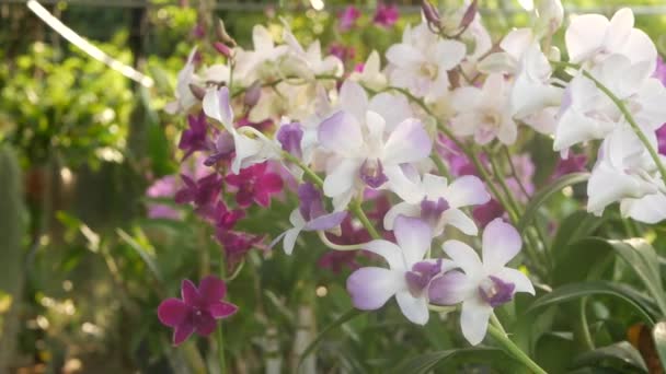 Gyönyörű lila és lila orchideák nőnek elmosódott hátterében zöld park. Zárja be a makro trópusi szirmok tavaszi kertben között napsugarak. Egzotikus finom virágos virág fénymásoló hellyel — Stock videók