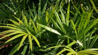 Bulanık, parlak, sulu, egzotik tropikal orman, arka plan dokusu, telif uzayı. Bahçedeki yemyeşil yapraklar. Soyut koyu yeşil bitki örtüsü deseni, vahşi yaz yağmur ormanları..