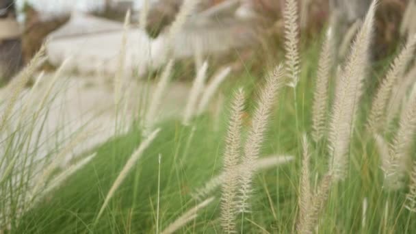 Maille rétro hipster hamac suspendu dans le jardin avec de l'herbe verte élevée dans la lumière du jour. Des épillets dans une cour vintage. Fond élégant moderne avec macramé. Détendez-vous, voyagez vacances concept de station de vacances. — Video