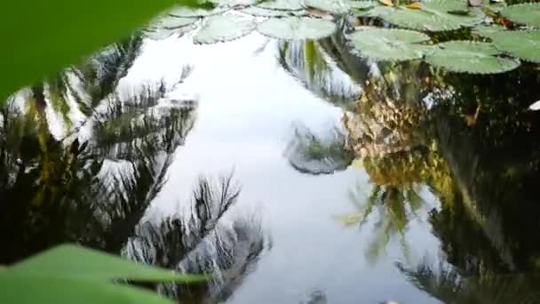 Von oben schweben grüne Seerosen in einem ruhigen Teich. Blätter treiben im ruhigen Wasser. Symbol der buddhistischen Religion an sonnigen Tagen. Himmel und Palmenspiegelung im See. Tropische Idylle vor natürlichem Hintergrund. — Stockvideo