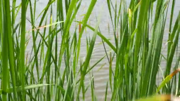Des fourrés de roseaux sur fond d'eau de lac ou d'étang. Roseau brun épais avec des feuilles sur fond d'eau calme et de rivage vert en Thaïlande. Concept de conservation de la nature, loisirs et pêche.