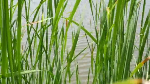 Thickets of reeds on background of lake or pond water. Thick brown reed with leaves on background of calm water and green shore in Thailand. Concept of nature conservation, recreation and fishing. — Stock Video