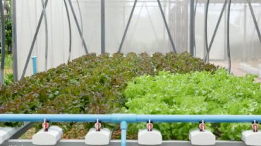 Modern ekolojik hidroponik çiftlikte, bahçe yataklarında yetişen taze sulu bitkiler. Sağlıklı, çevre dostu, vitamin bakımından zengin diyet kavramı. Tarım teknolojileri, yeşil yenilikler.