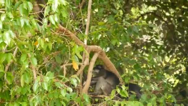 Милый листопад в очках, темноволосая обезьяна на ветке деревьев среди зеленых листьев в национальном парке Анг Тонг в естественной среде обитания. Дикая природа исчезающих видов животных. Концепция охраны окружающей среды — стоковое видео
